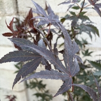 Японски клен ‘Atropurpureum’ (Acer palmatum Atropurpureum)