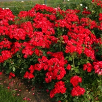 Black Forest Rose®