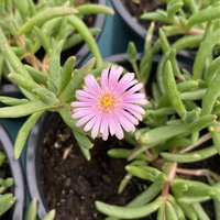 Делосперма