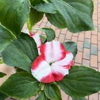Impatiens walleriana 'Raffael Star Mix' (Циганче / Импатиенс)