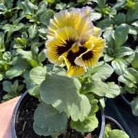 Къдрави теменужки