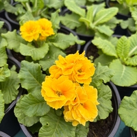 Кичеста иглика, тип розичка