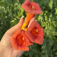 Текома (Campsis radicans)