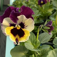 Къдрави теменужки