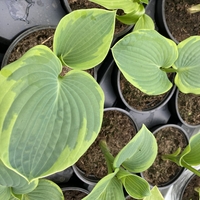 Хоста /Hosta/ - Christmas Tree