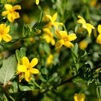 Храстовиден жасмин (Jasminum fruticans)