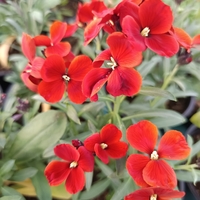 Шибой - Sugar Rush Mix