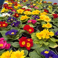 Едроцветна иглика - XL Mid Early Mix