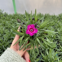 Каскаден ароматен карамфил