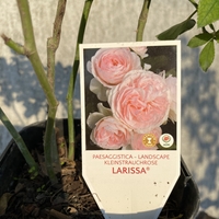 Larissa® rose