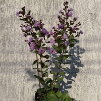 Индийски люляк - Lagerstroemia indica