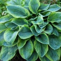 Хоста /Hosta/ - Christmas Tree