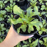 Маргарита (едроцветна)