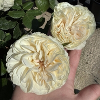 Palais Royal - White Eden Rose®