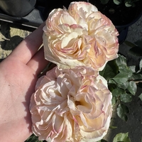 Palais Royal - White Eden Rose®