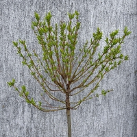 Японска пъстролистна върба - salix integra hakuro nishiki