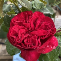 Gpt Red Eden Rose® (Eric Tabarly®)