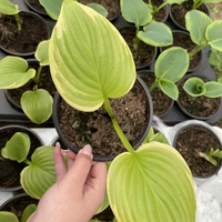 Хоста /Hosta/ - Hosta Albomarginata