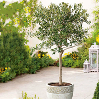 Маслина (Olea europaea)