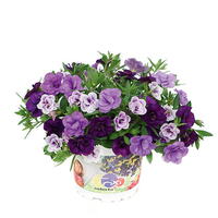 Калибрахое - тройка (Blue Petticoat)