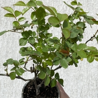Palais Royal - White Eden Rose®