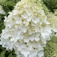 Хортензия метличеста „Полярна мечка“ - Hydrangea paniculata 'Polar Bear'