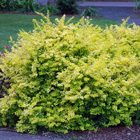 Берберис Тунберга ‘Aurea’ (Berberis thunbergii ‘Aurea’)