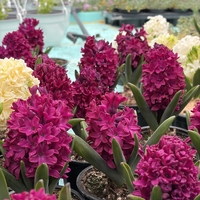 Зюмбюл Woodstock в саксия - единичен