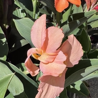 Кана / Canna CANNOVA