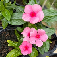 Каскадна винка (Vinca Darling Cascade Strawberry)