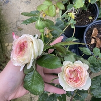 Palais Royal - White Eden Rose®