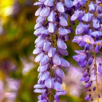 Глициния / Вистерия (Wisteria)