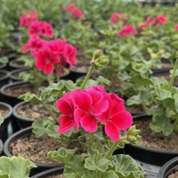 Мушкато Calliope® M Red Splash