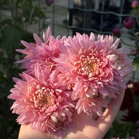 Бългрски хризантеми - различни сортове