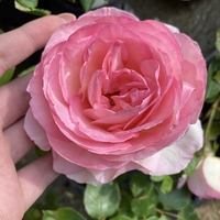 EDEN ROSE® Meiviolin/ GPT. EDEN ROSE Pierre De Ronsard ®