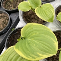 Хоста /Hosta/ - Hosta Albomarginata