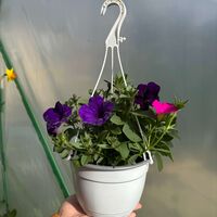 Петуния - тройка (The Power Sisters)