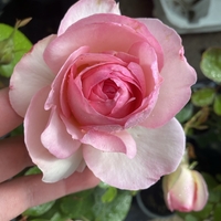 EDEN ROSE® Meiviolin/ GPT. EDEN ROSE Pierre De Ronsard ®