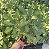 Салвия / Salvia forte imp.