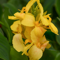 Кана / Canna CANNOVA
