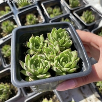 Семпервивум Рейнхард (Sempervivum Reinhard)