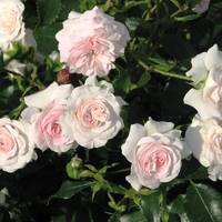 Larissa® rose