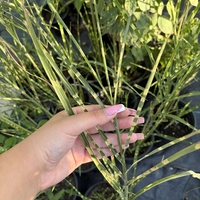 Мискантус Зебрина (Miscanthus sinensis 'Zebrinus') Китайски камъш | Царска тръстика