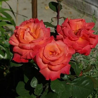 CHRISTOPHE COLOMB® Meironsse