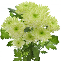 Високостеблена хризантема Zembla Lime