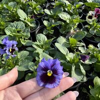 Къдрави теменужки