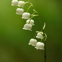 Момина сълза (Convallaria majalis)