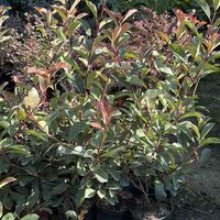 Фотиния ‘Red Robin’ / Photinia × fraseri ‘Red Robin'