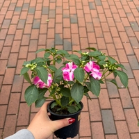 Impatiens walleriana 'Raffael Star Mix' (Циганче / Импатиенс)