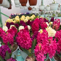 Зюмбюл Jan Bos в саксия - троен